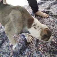 پیتبول ۳ ماهه