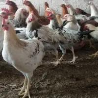 مرغ و خروس محلی