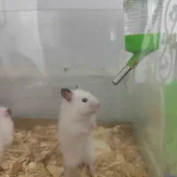 همستر اهلی و خونگی بازیگوش|موش و خرگوش|نیشابور, شهرک قدس|دیوار