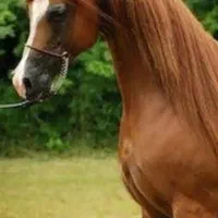 مادیان عرب یک سر