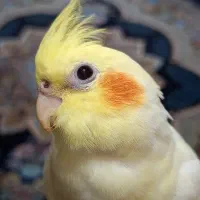 عروس هلندی گمشده صفی آباد|پرنده|دزفول, |دیوار