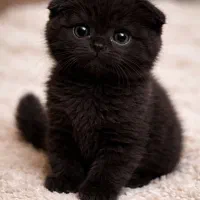 گربه اسکاتیش مشکی