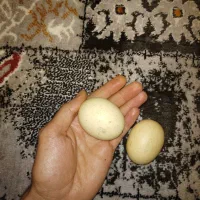 الماس اسیاب
