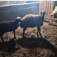 گوسفند میش وبره