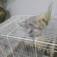 عروس هلندی|پرنده|ساوه, |دیوار