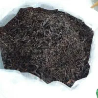 چای خوش رنگ وعطر لاهیجان