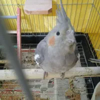 عروس هلندی|پرنده|تهران, جیحون|دیوار