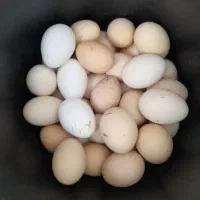 تخم لاری تازه