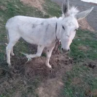 یک عدد الاغ نر