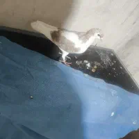 کبوتر اردکی|پرنده|مریوان, |دیوار