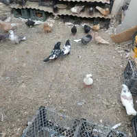 سینه دم سیاه