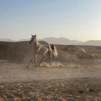 مادیون ابرش ۶ دنگ|اسب و تجهیزات اسب‌سواری|کاشان, استرک|دیوار