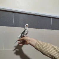 عروس هلندی البینو دوکت|پرنده|جوین, |دیوار