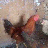 روده خروس زیبا