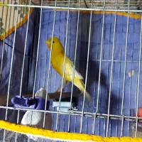 قناری ماده لیمویی