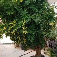 شفتلرا 30 ساله