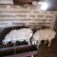 گوسفند نرگوزلی خوش گوشت|حیوانات مزرعه|تربتحیدریه, پائین ولایت|دیوار