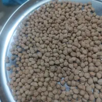 نخود درجه یک سنقر