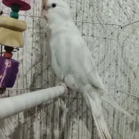 عروس هلندی البینو|پرنده|ملارد, |دیوار