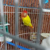 فروش طوطی برزیلی نر بشرط سلامت کامل یکساله