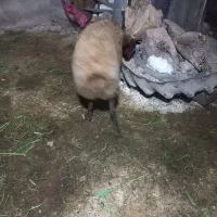 گوسفند ابستن سنگین فروش فوری|حیوانات مزرعه|ساری, |دیوار