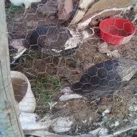 بوقلمون محلی وبومی