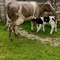 گاو بور سیمینتال نمونه همراه گوساله نر درجه یک