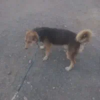 سگ خارجی پا کوتاه|سگ|ماهان, |دیوار