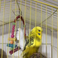 مرغ عشق انگلیسی