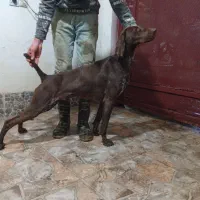 سگ شکاری آلمانی