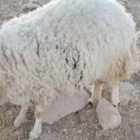 بره ومیش فروش|حیوانات مزرعه|سرپل ذهاب, |دیوار