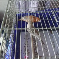 سلام و ارادت یک جفت نرو ماده نژادداربلژیکی