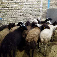 گوسفند داشتی