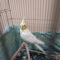عروس هلندی ماده