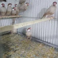 فنچ نرگسی|پرنده|ارومیه, |دیوار