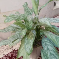 گل طبیعی|گل و گیاه طبیعی|یزد, |دیوار