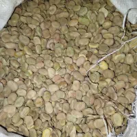 باقله یا باقلا|عمدهفروشی|چگنی, |دیوار