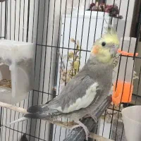 عروس هلندی سینامون نر شاه تخم اهلی|پرنده|آبادان, |دیوار