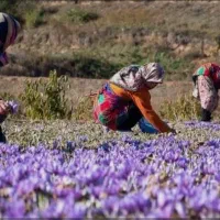 استخدام کارگرخانم کار در زمین کشاورزی (سرکارگرم)|استخدام صنعتی، فنی، مهندسی|کرمانشاه, |دیوار