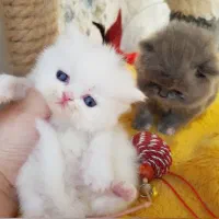 اسکاتیش بلو
