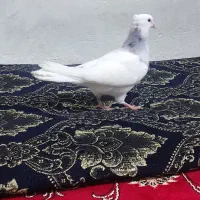 جوجه کبوتر طوقی|پرنده|فلاورجان, |دیوار