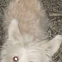 اشپیتز  نر|سگ|دورود, |دیوار