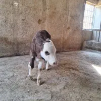 گوساله ماده سیمینتال|حیوانات مزرعه|پاکدشت, پاکدشت (مامازند)|دیوار