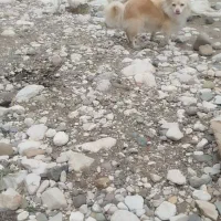 گمشده