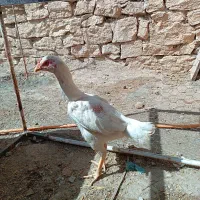 سه عدد مرغ سالم وتخم گذار