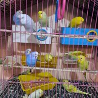 فروش فوری مرغ عشق