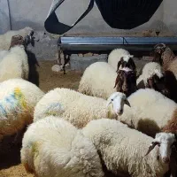 گوسفند سنجابی