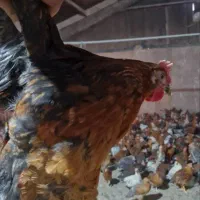 مرغ و خروس محلی|حیوانات مزرعه|مرودشت, بیست متری بیمارستان|دیوار