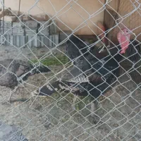 تخم بوقلمون