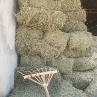 فروش یونجه علفی|لوازم جانبی حیوانات|مرودشت, ده بید|دیوار